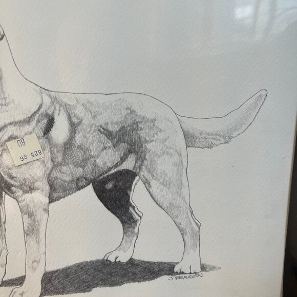 Vintage 1974 Labrador Sketch - Picture 3 of 8